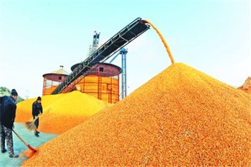 东北产区与南北方港口稳中有涨 玉米价格小幅回落