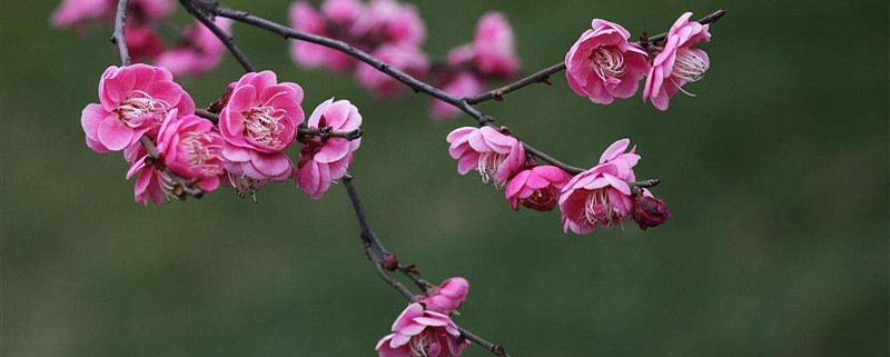 梅花生物大宗交易成交20.90万股 成交额205.03万元