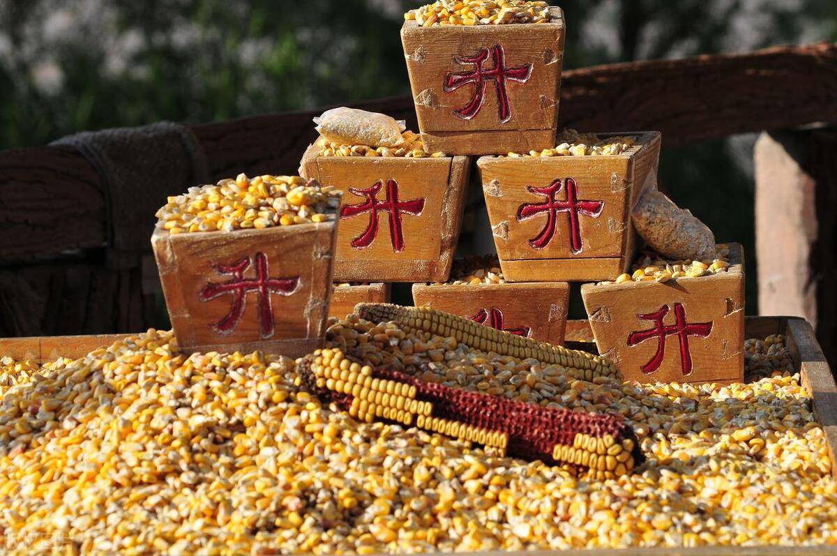 玉米：市场购销较为平稳 盘面维持震荡