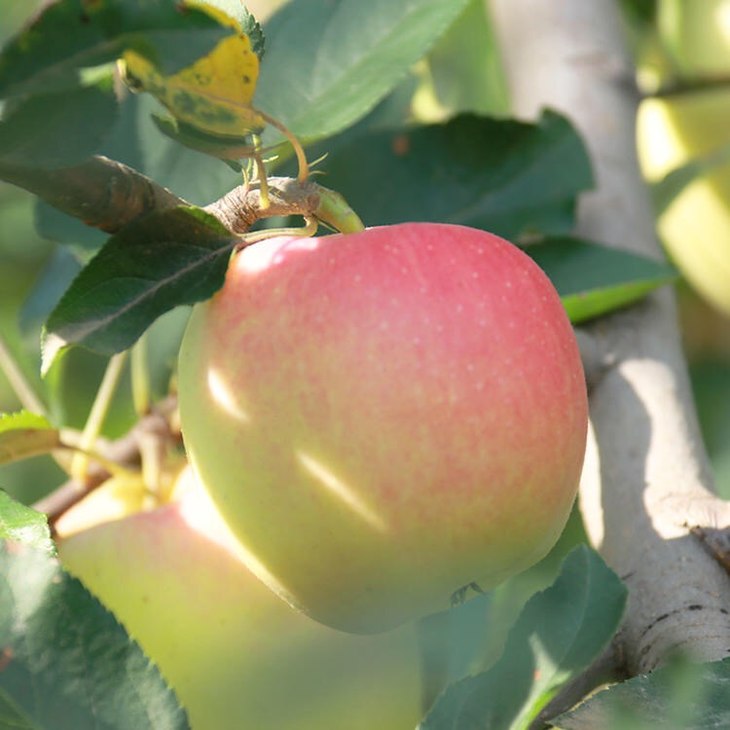 苹果：行情偏稳 果农惜售