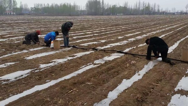 巴新总理马拉佩呼吁推动农业转型