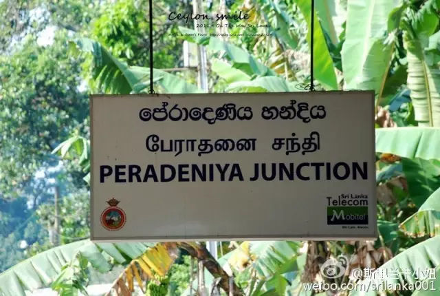 斯里兰卡茶叶出口商协会呼吁美国豁免关税，警示茶叶出口风险