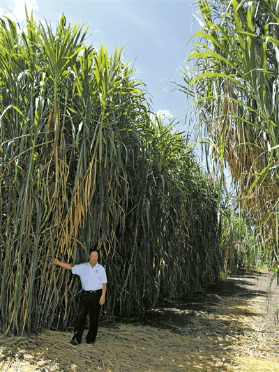 巴新马当省推动油棕产业发展