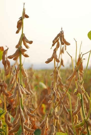 泰国农民反对美国牛肉进口计划