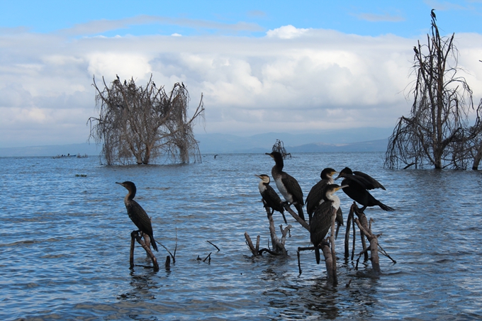 非洲：非洲最高权利法院将审议各国的气候义务