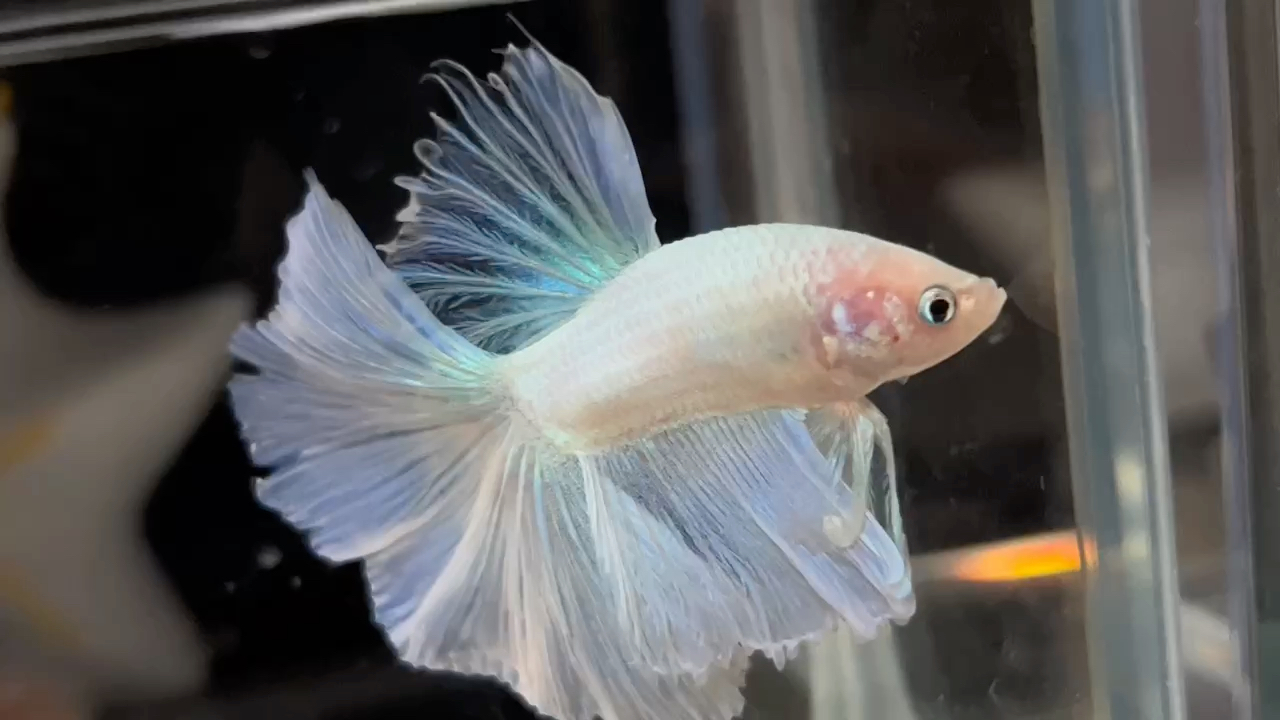 泰国观赏鱼位居中国第三大进口国