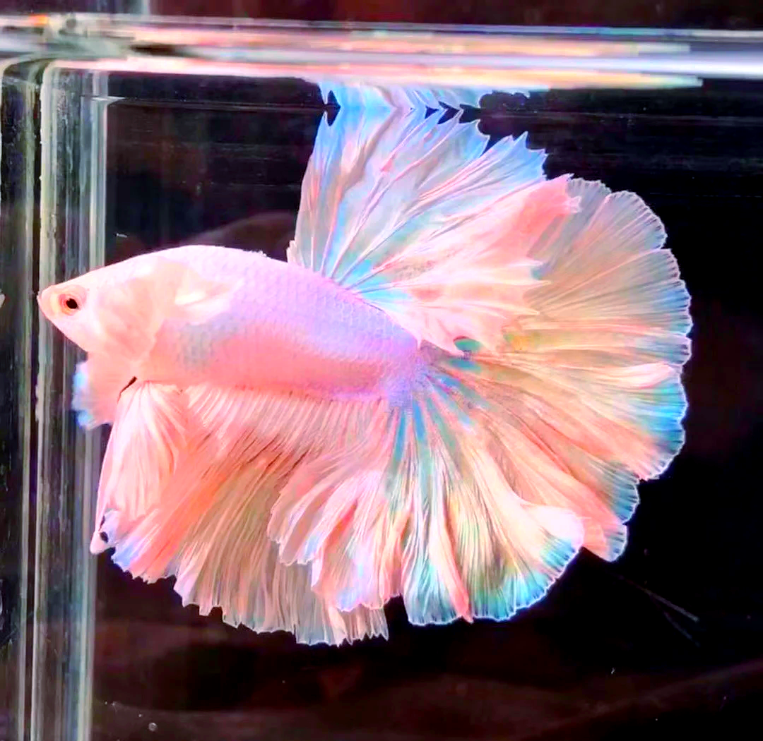 泰国观赏鱼位居中国第三大进口国