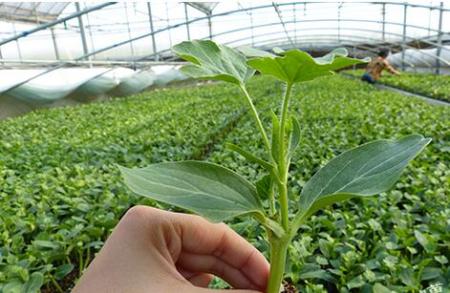 兰石重装完成中能建松原绿色氢氨醇一体化项目熔盐加热器研制