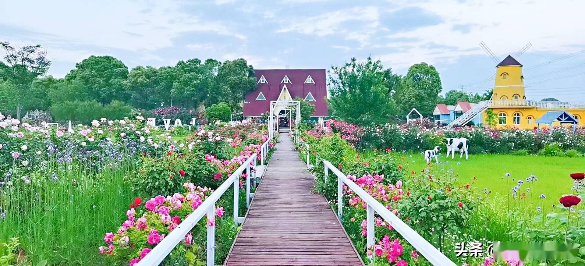 摩洛哥芳香产业蓬勃发展跃居全球第三大生产国