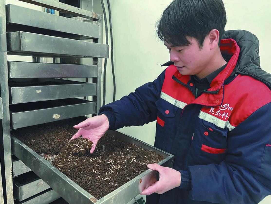 小虫子撬动的新质生产力：黑水虻“吃”出千亿市场——专访茵塞普科技创始人余广滔