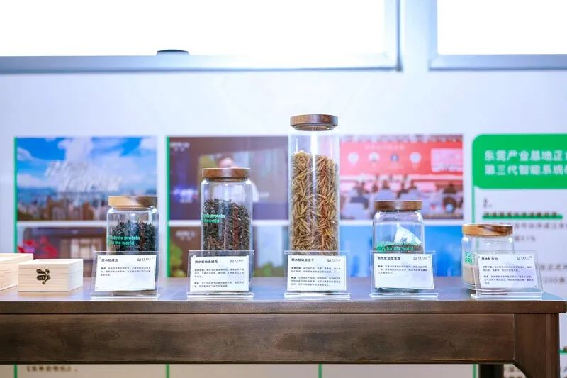 小虫子撬动的新质生产力:黑水虻“吃”出千亿市场——专访茵塞普科技创始人余广滔