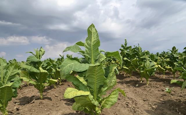 专家呼吁尼提高烟草税