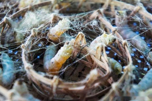 算法“破茧”非一日之功