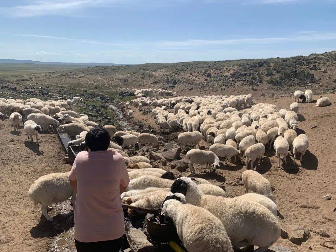 阿尔及利亚推出三项措施稳畜牧业应对羊价上涨与干旱冲击
