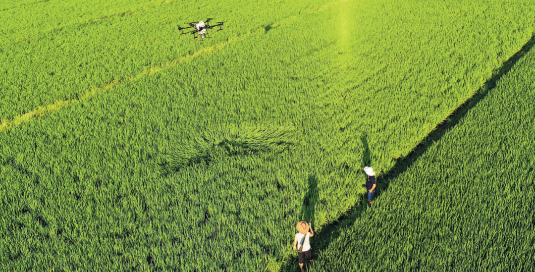 阿尔及利亚推出三项措施稳畜牧业应对羊价上涨与干旱冲击