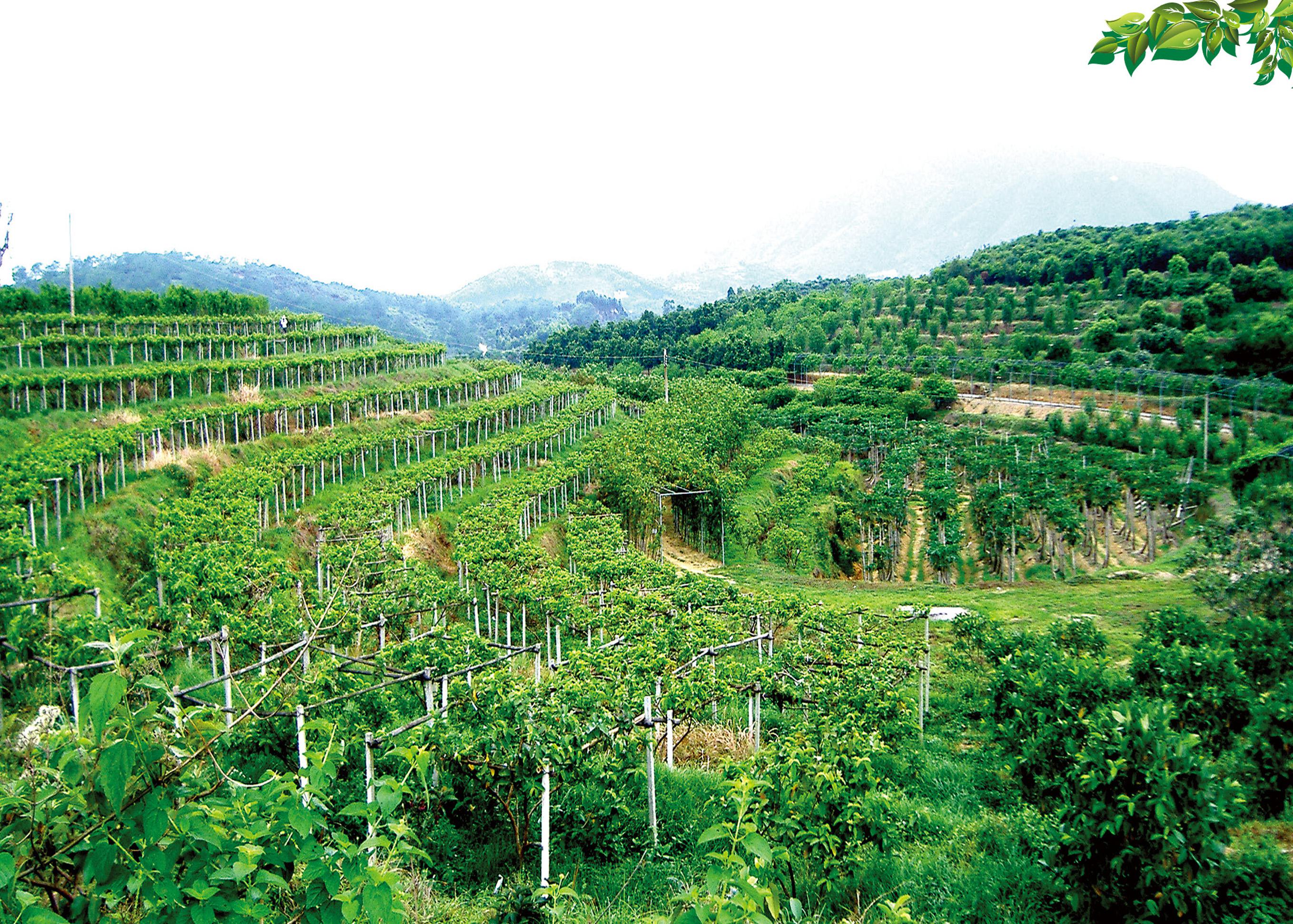 柬埔寨启动首个农业气象自动监测系统