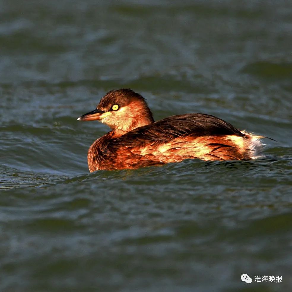 立方风控鸟·晚报（3月5日）