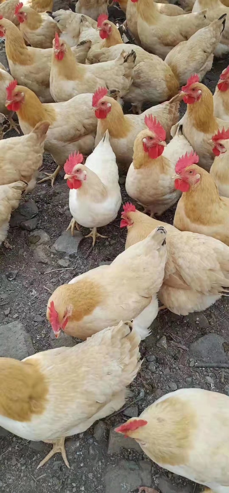 民和股份：2月商品代鸡苗销售收入同比增长29.63%